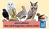 Bildautoren: Amsel: Frank Derer; Rebhuhn: Willi Rolfes; Schleiereule: Christoph Bosch; Waldohreule: Ondrej Prosicky/BIA; Zwergtaucher: Frank Derer.